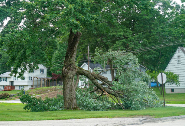 How Our Tree Care Process Works  in  South Cleveland, TN